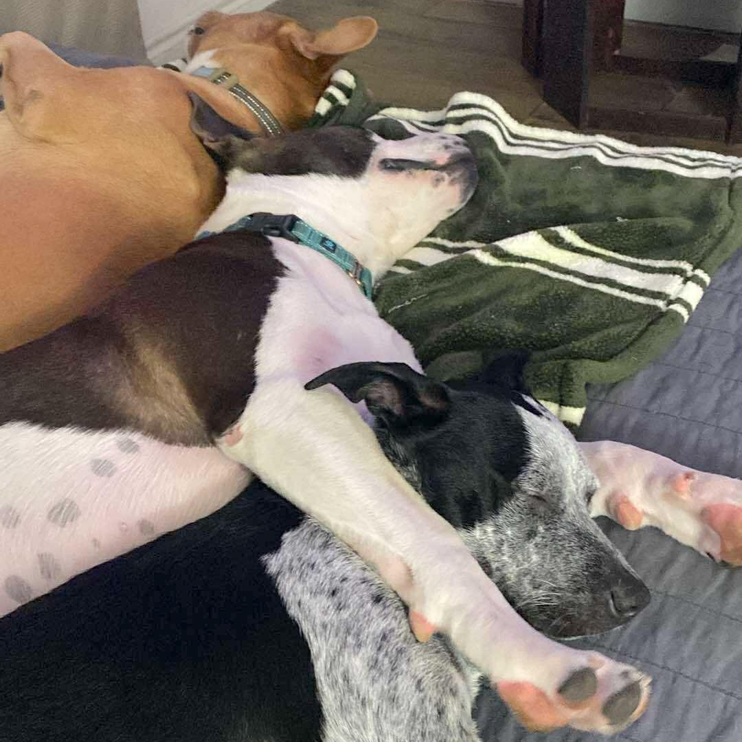 Enlarge Bailey, a Adoptable mixed breed in Fort Lupton, CO image 6/6