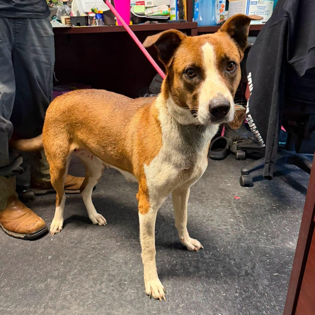 Dolly, Adoptable, Adult Female Terrier & Collie.