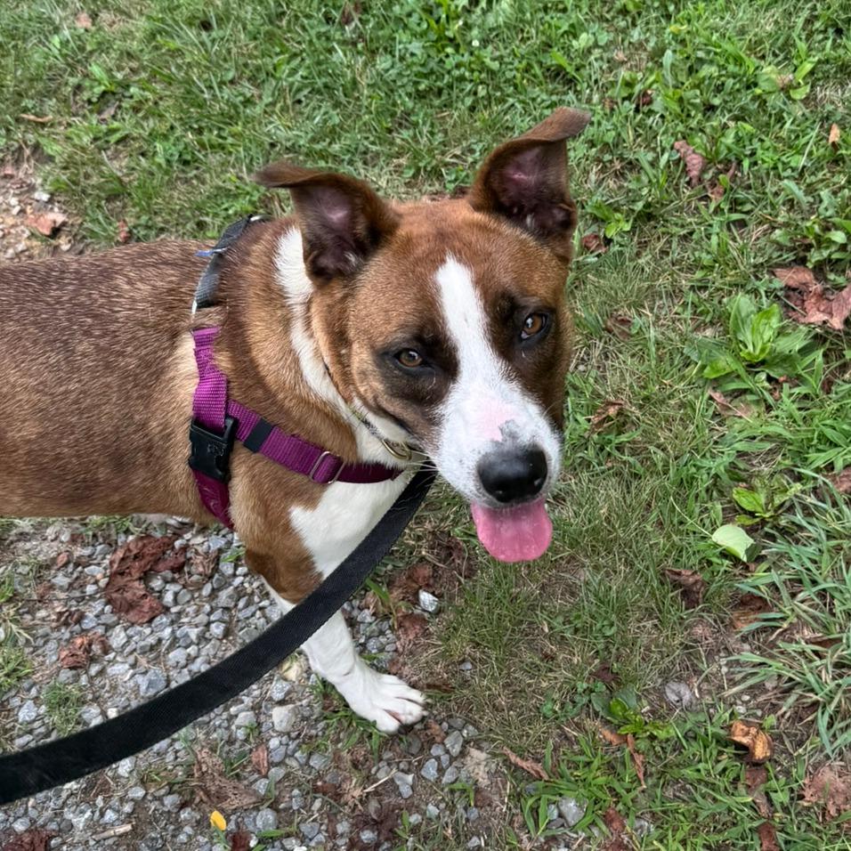 Enlarge Dolly, a Adoptable mixed breed in Berkeley Springs, WV image 2/2