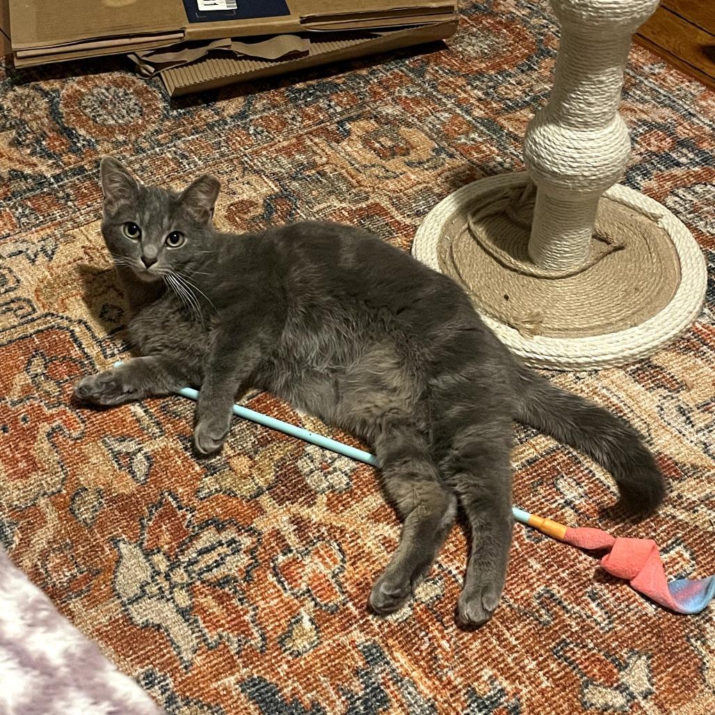 Rogue, Adoptable, Young Male Domestic Short Hair.