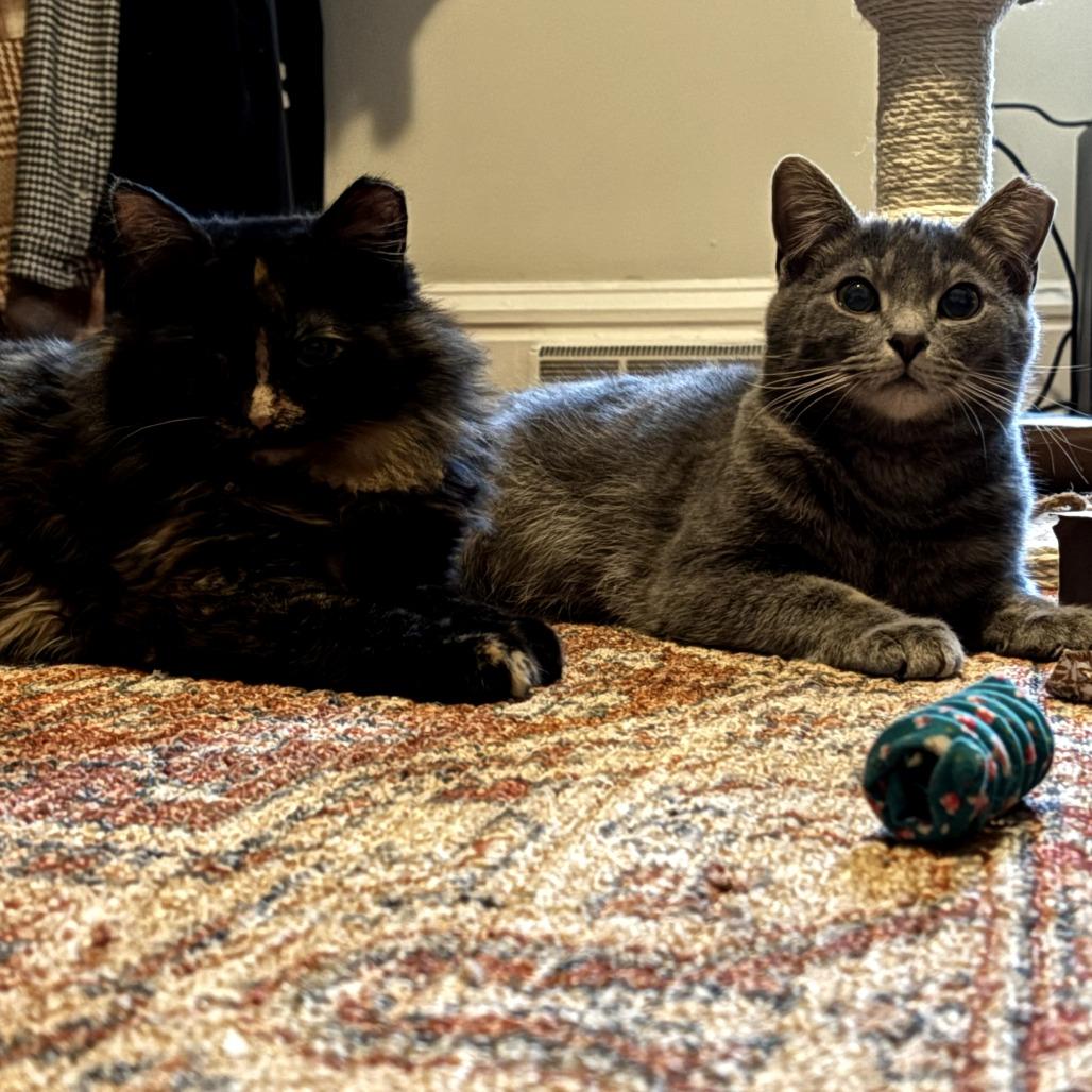 Enlarge Rogue, a Adoptable Domestic Short Hair in PITTSBURGH, PA image 2/2