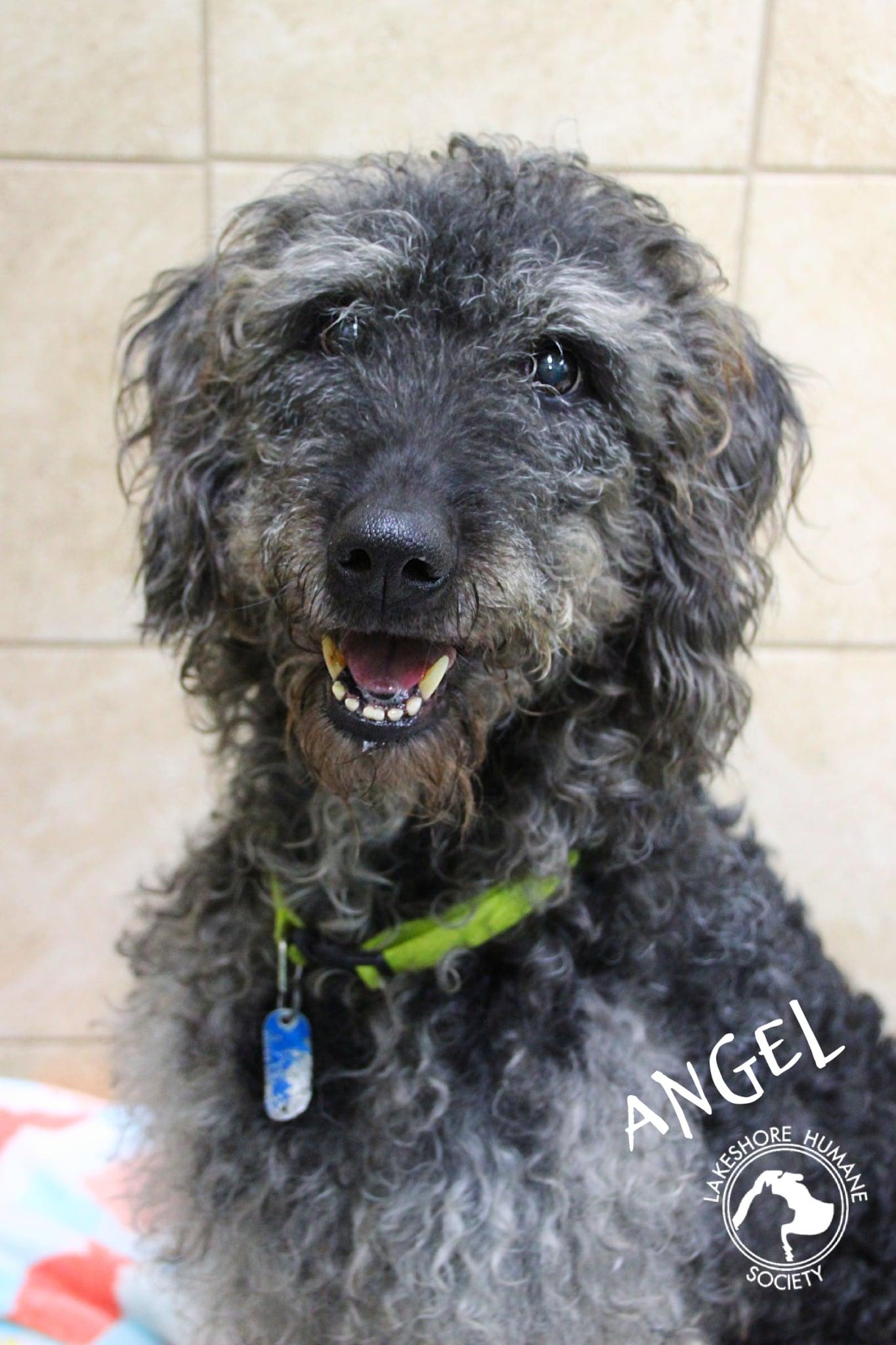 BJ & Angel, an adoptable Goldendoodle in Dunkirk, NY, 14048 | Photo Image 2