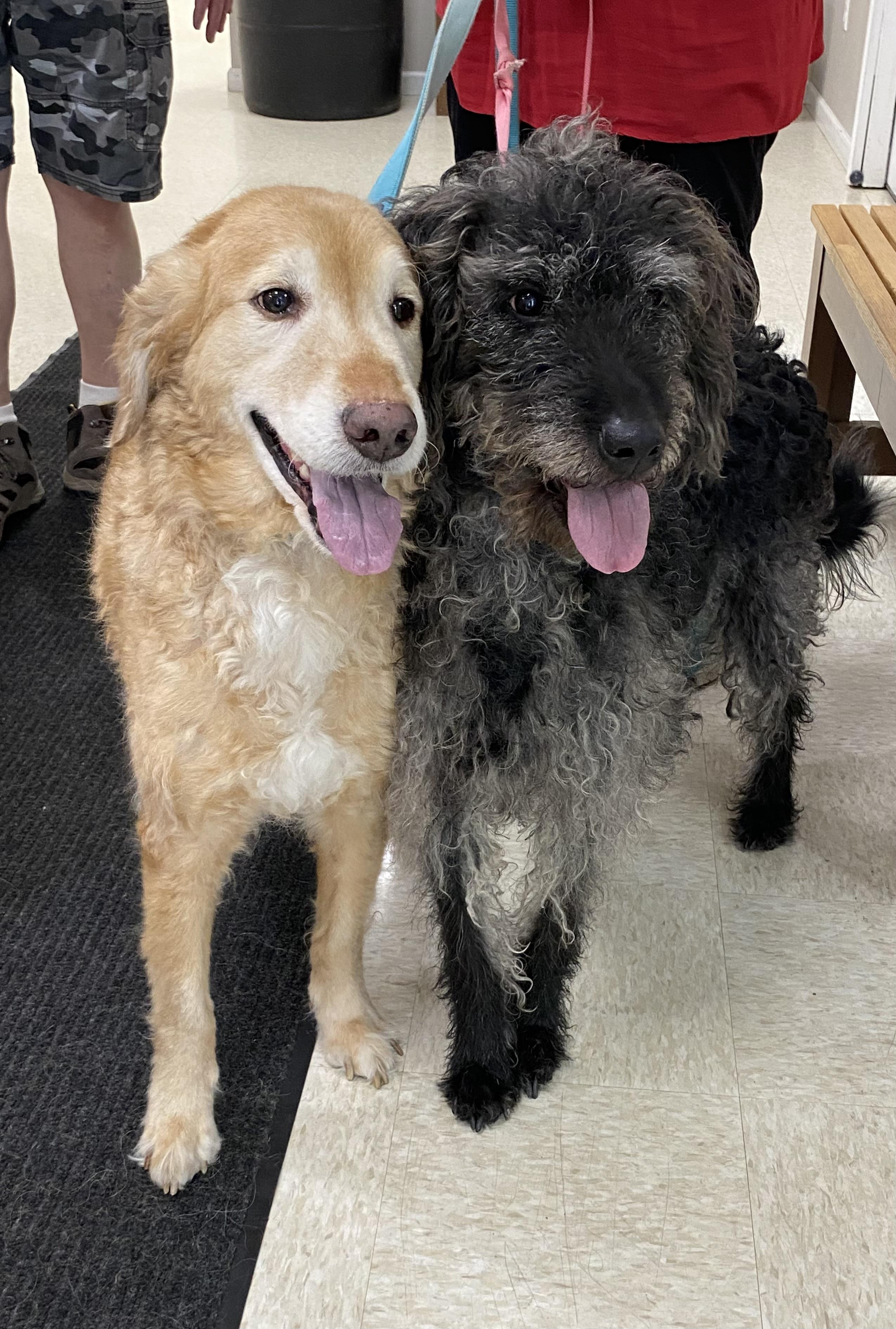 BJ & Angel, an adoptable Goldendoodle in Dunkirk, NY, 14048 | Photo Image 3