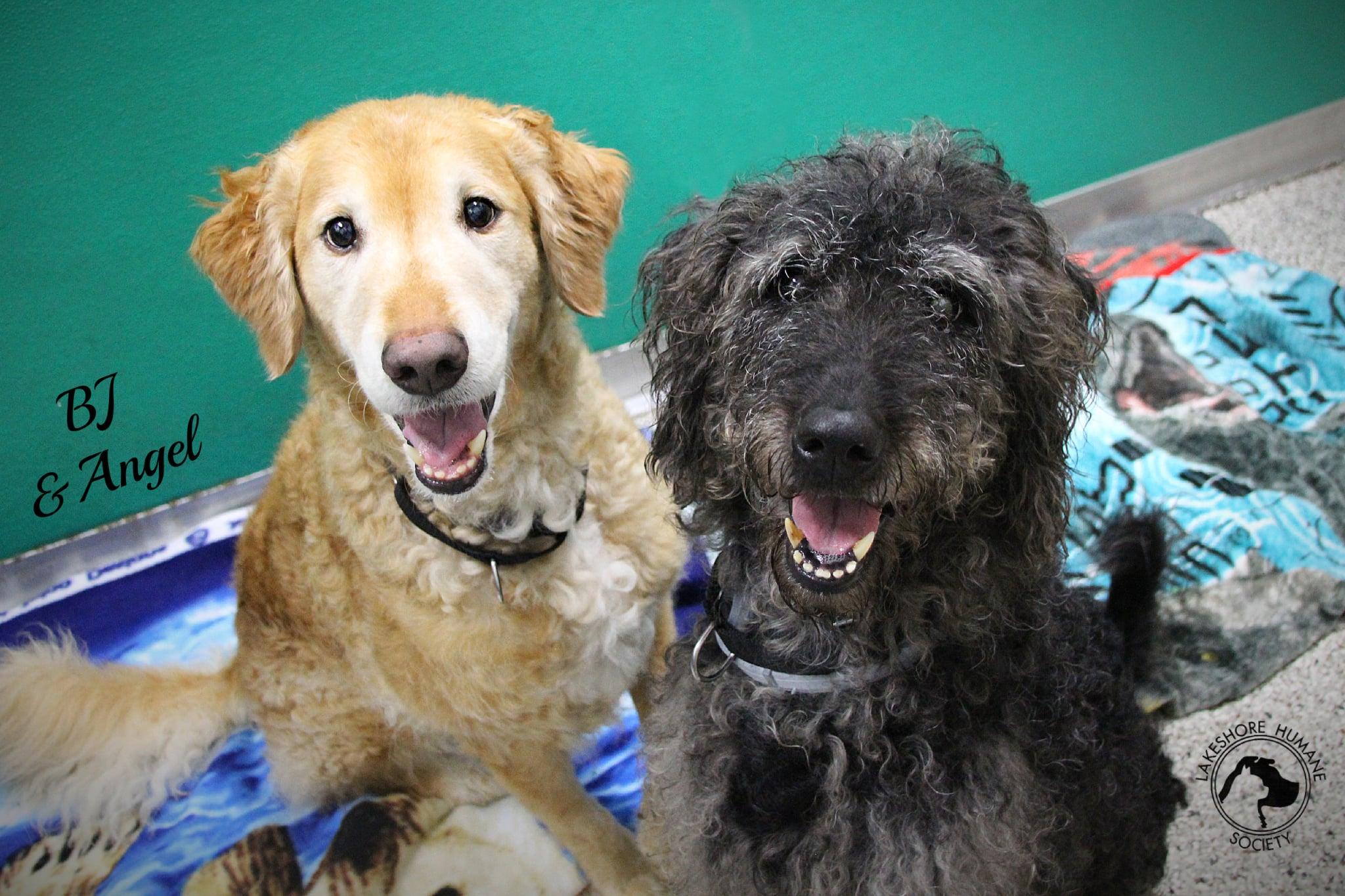 BJ & Angel, an adoptable Goldendoodle in Dunkirk, NY, 14048 | Photo Image 1