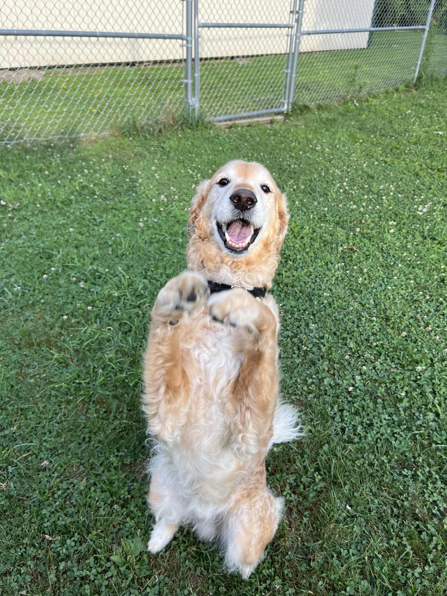 BJ & Angel, an adoptable Goldendoodle in Dunkirk, NY, 14048 | Photo Image 5
