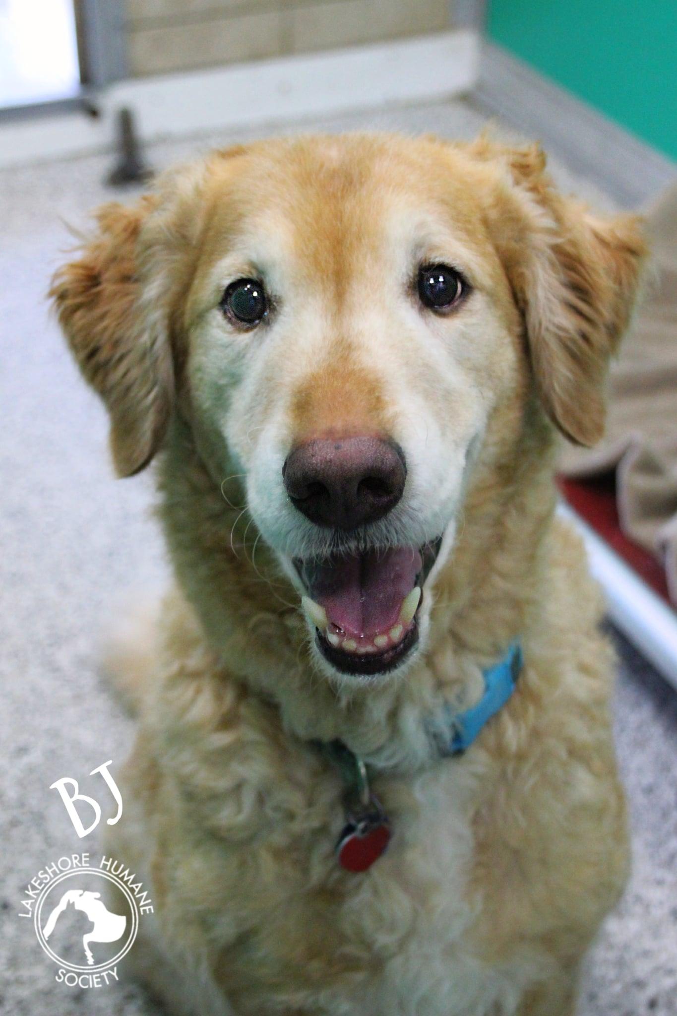 BJ & Angel, an adoptable Goldendoodle in Dunkirk, NY, 14048 | Photo Image 4