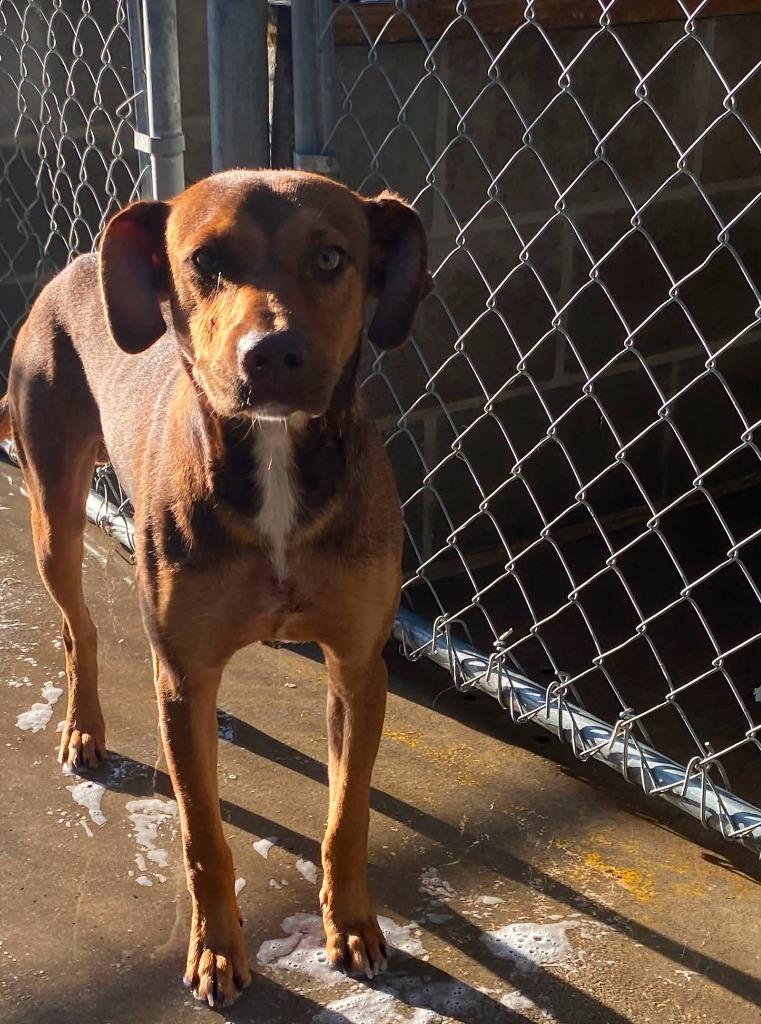 Wally, Adoptable, Young Male Pit Bull Terrier & Mixed Breed.
