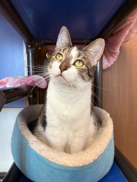 Ruthie, Adoptable, Adult Female Domestic Short Hair.