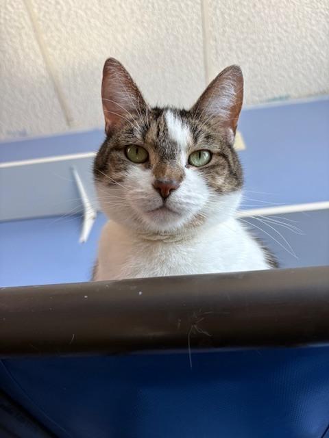 Enlarge Ruthie, a Adoptable mixed breed in Mishawaka, IN image 5/6
