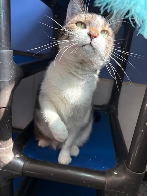 Enlarge Ruthie, a Adoptable mixed breed in Mishawaka, IN image 6/6
