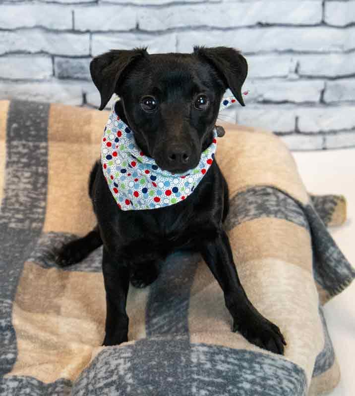 Enlarge Jet, an adopted mixed breed in Kennesaw, GA image 6/6