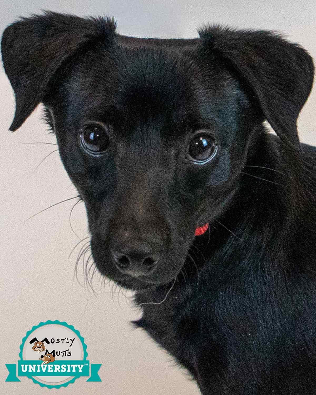 Enlarge Jet, an adopted mixed breed in Kennesaw, GA image 1/6