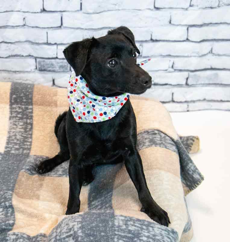 Enlarge Jet, an adopted mixed breed in Kennesaw, GA image 5/6