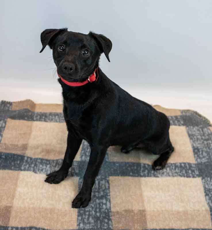 Enlarge Jet, an adopted mixed breed in Kennesaw, GA image 2/6