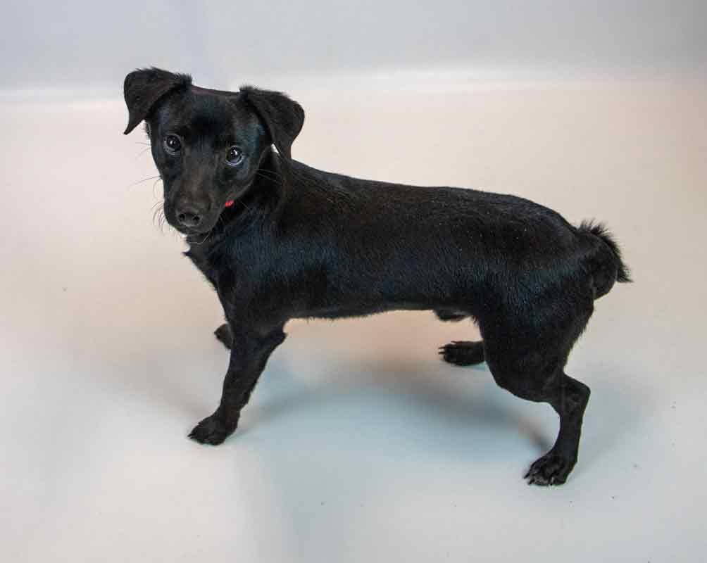 Enlarge Jet, an adopted mixed breed in Kennesaw, GA image 3/6