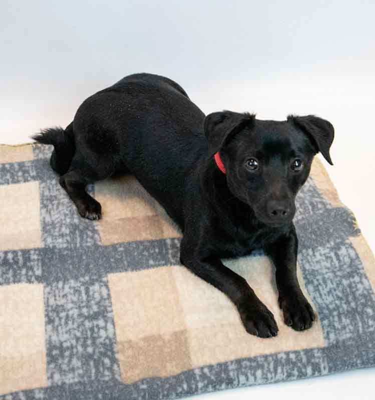 Enlarge Jet, an adopted mixed breed in Kennesaw, GA image 4/6