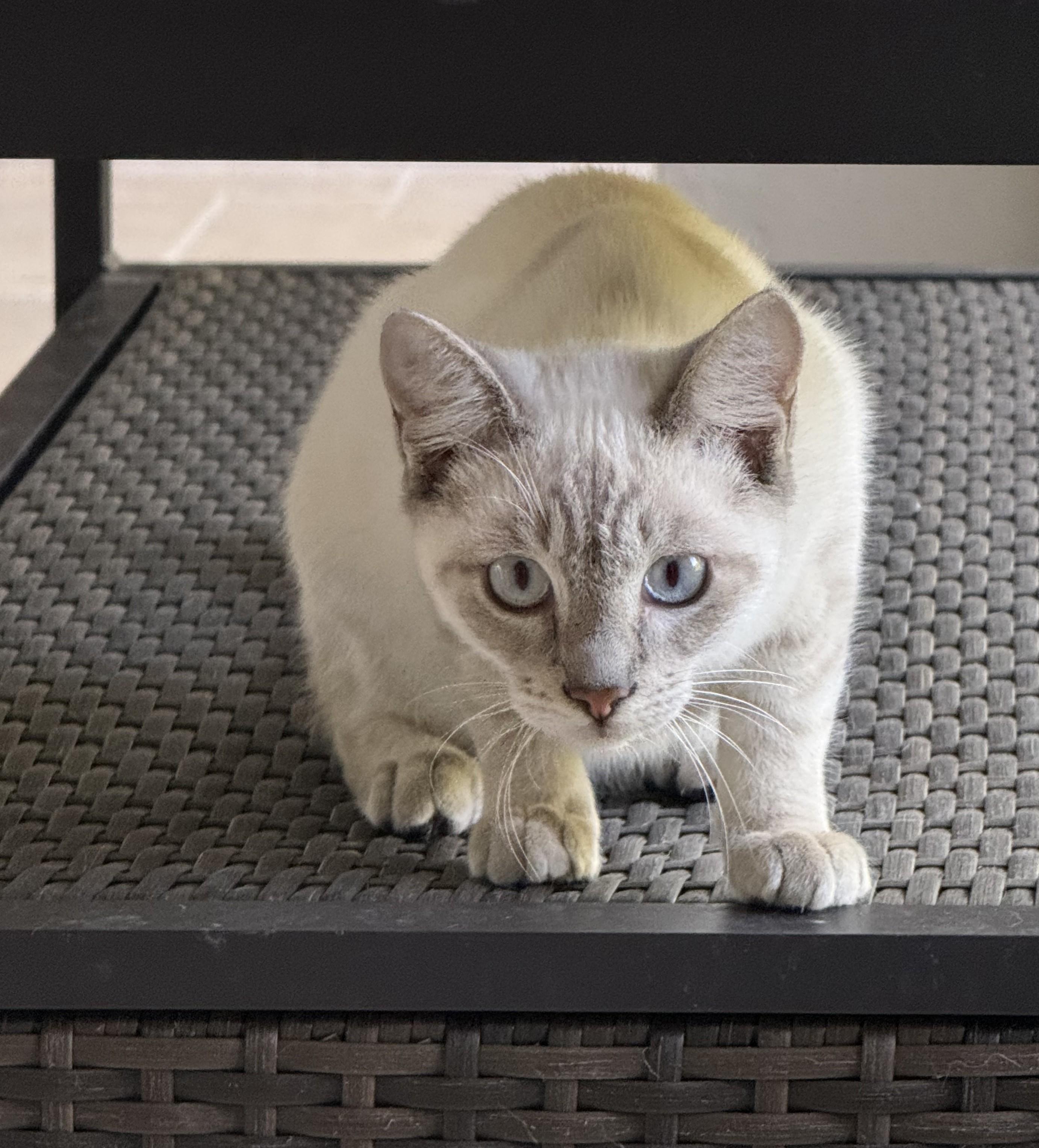 Enlarge 3 Lilac Linx Point, a Adoptable Siamese in DeLand, FL image 3/5