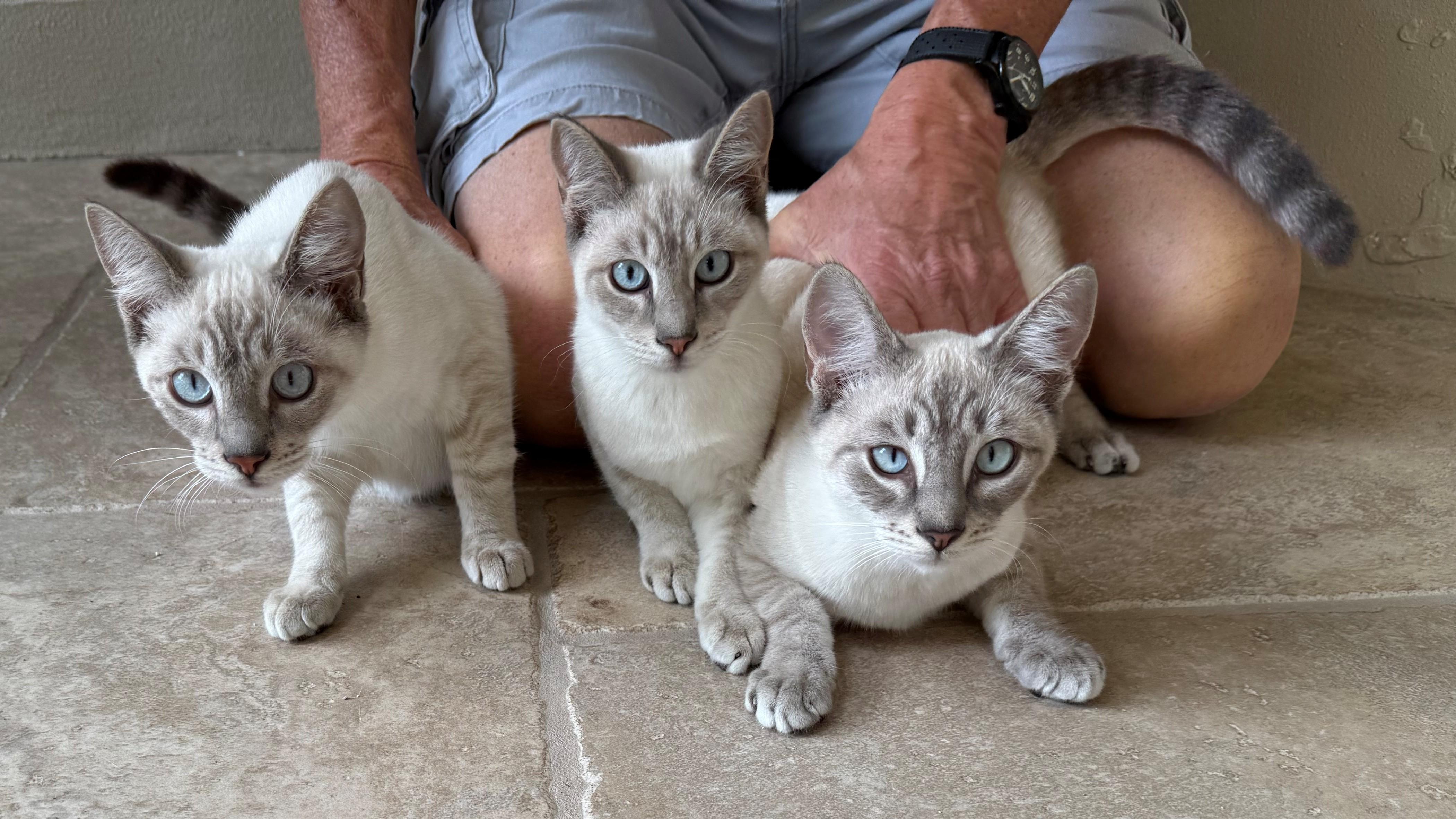 Enlarge 3 Lilac Linx Point, a Adoptable Siamese in DeLand, FL image 1/5