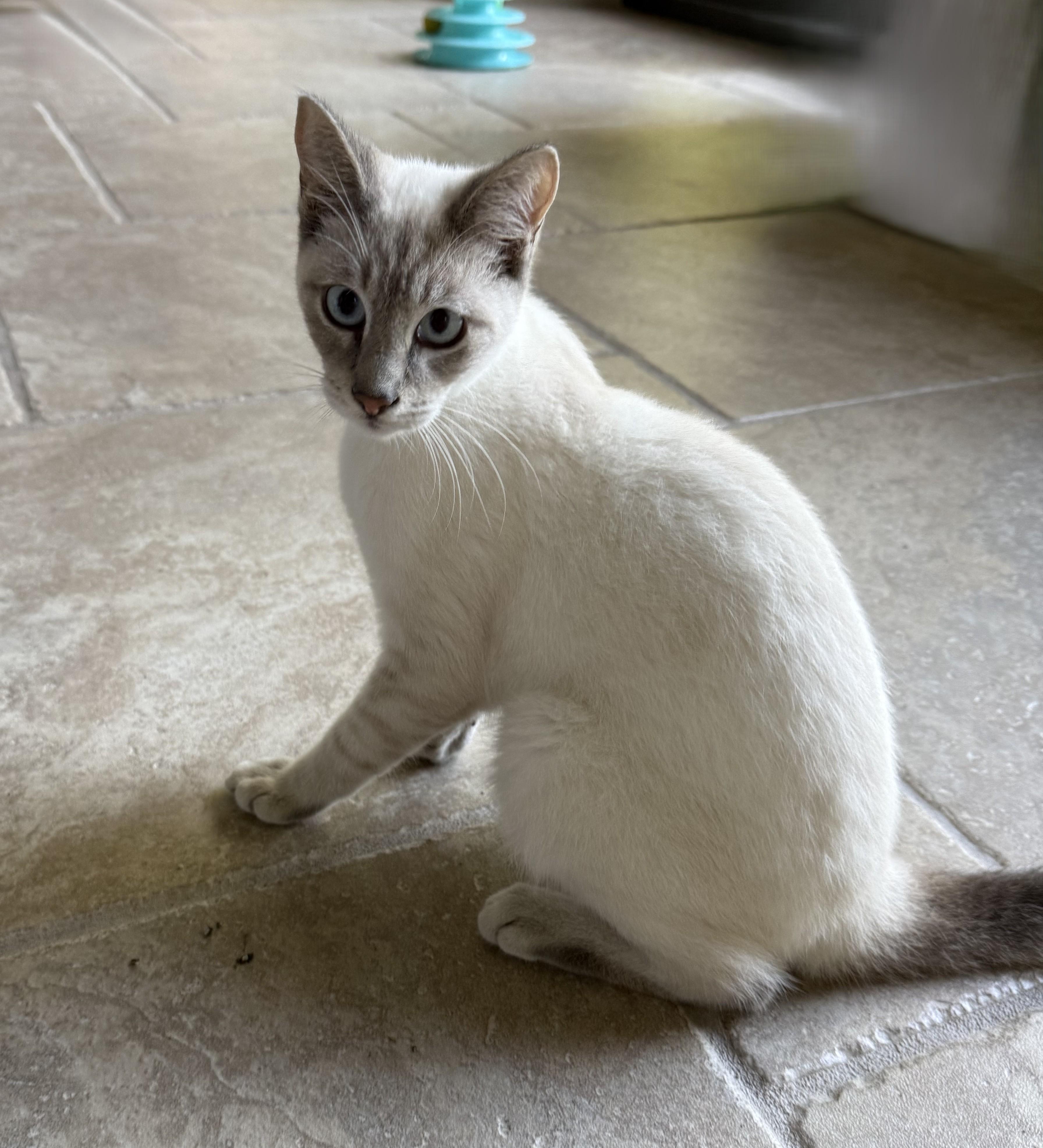 Enlarge 3 Lilac Linx Point, a Adoptable Siamese in DeLand, FL image 2/5