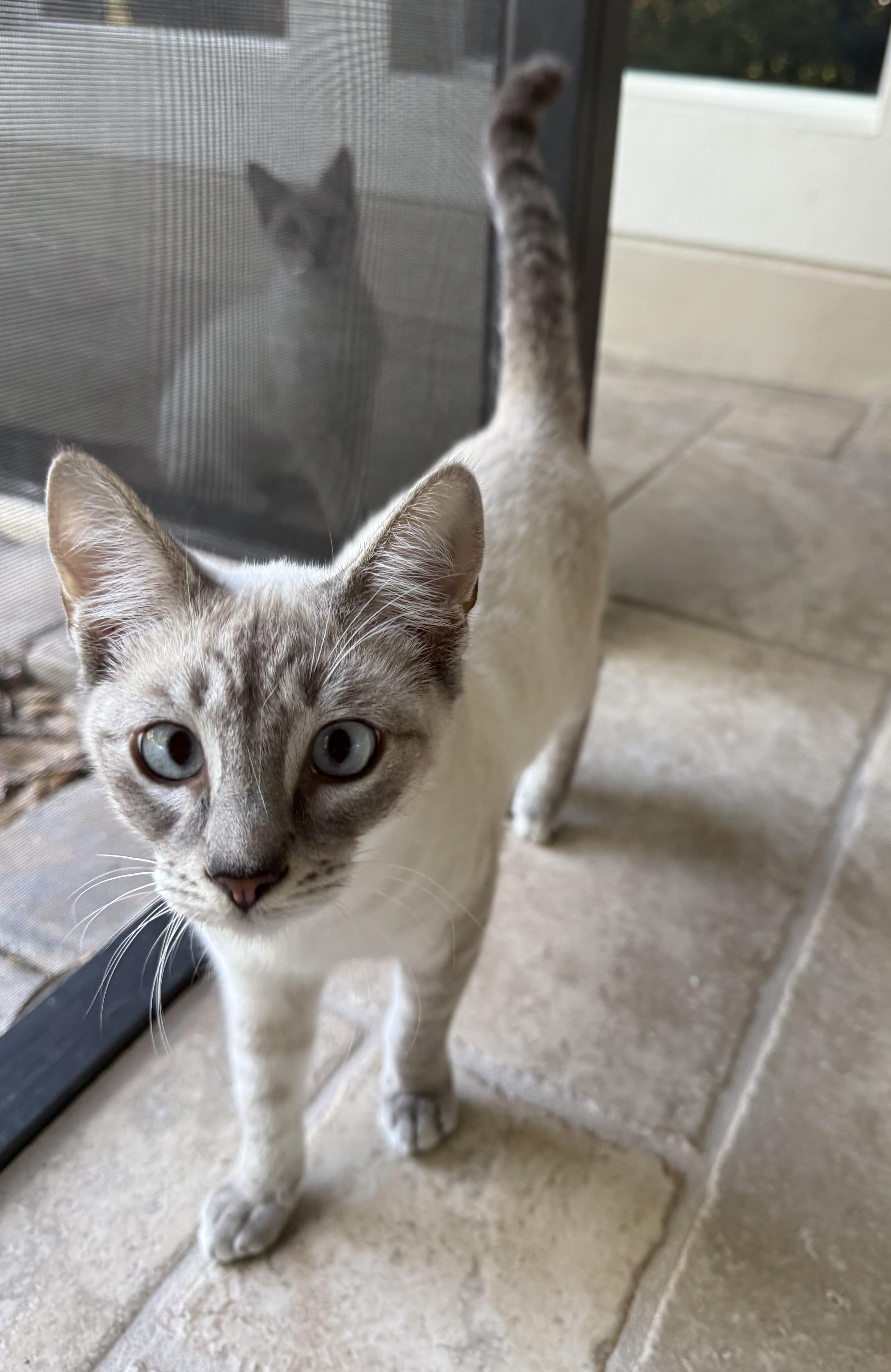Enlarge 3 Lilac Linx Point, a Adoptable Siamese in DeLand, FL image 4/5