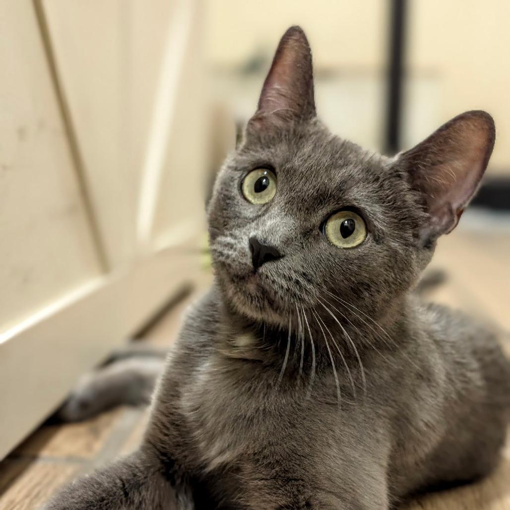 Nebula, Adoptable, Young Female Domestic Short Hair.