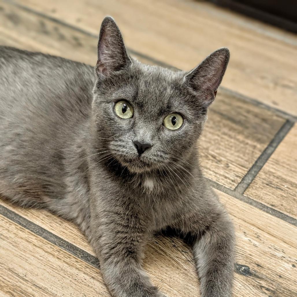Nebula, a Adoptable Domestic Short Hair in Pleasanton, CA image 2/2