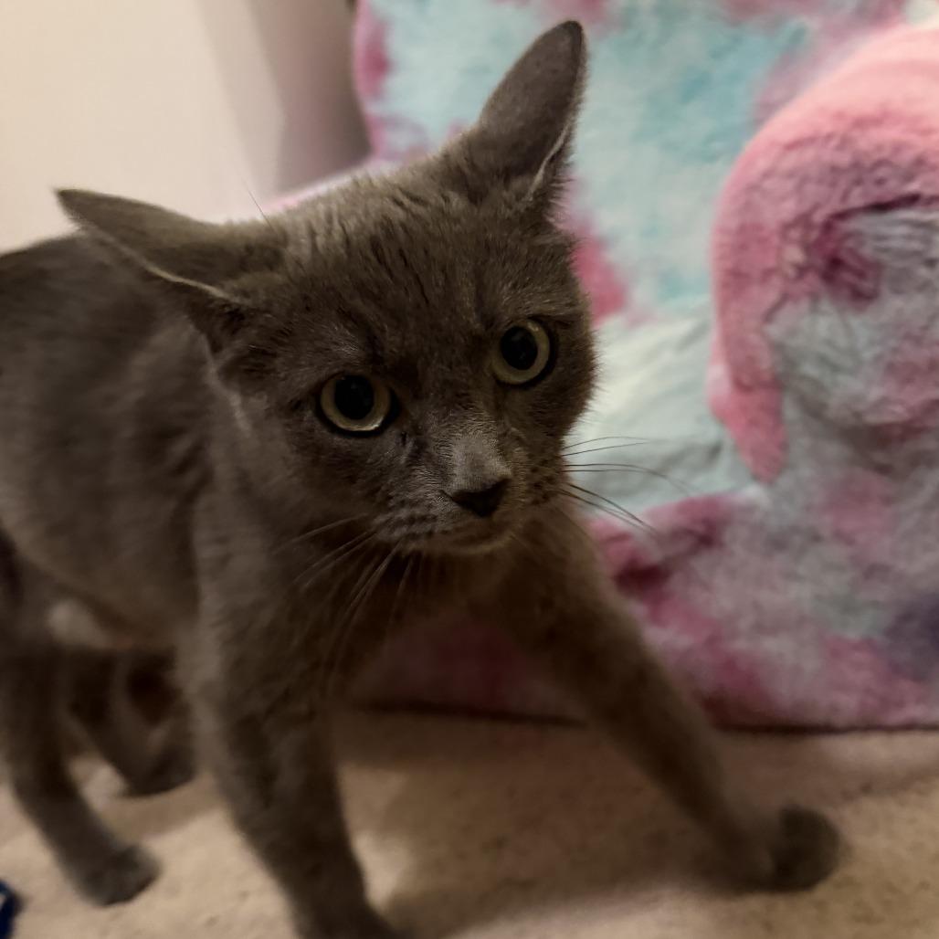 Enlarge Nebula, a Adoptable Domestic Short Hair in Pleasanton, CA image 1/1
