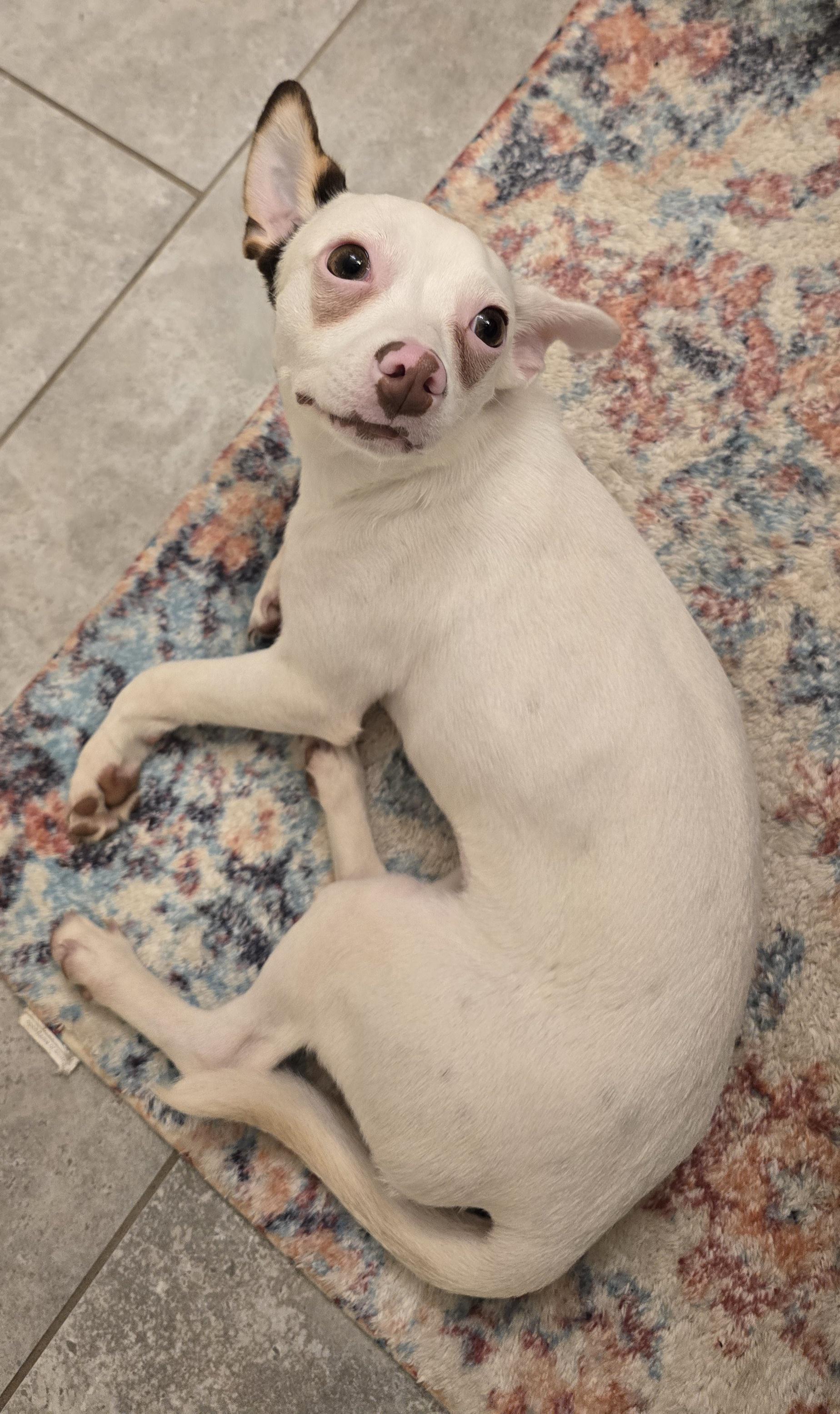 Enlarge Rabella MD14361-T, a Adoptable mixed breed in Hagerstown, MD image 5/6