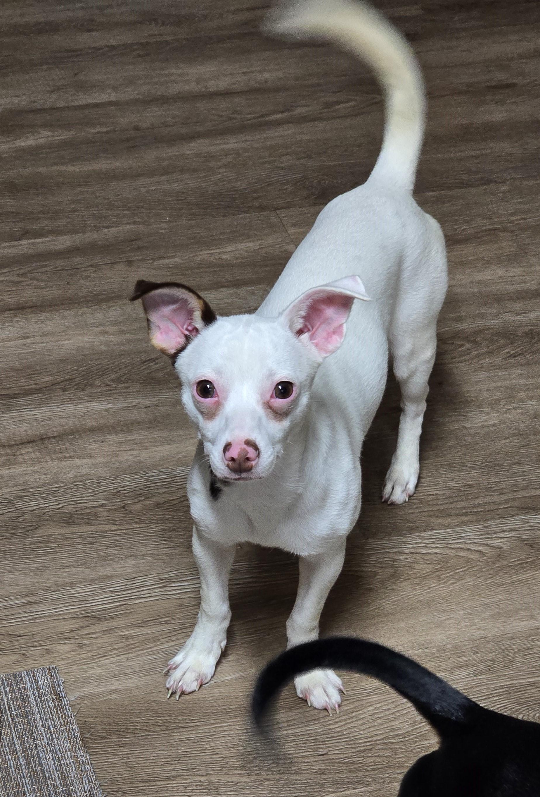 Enlarge Rabella MD14361-T, a Adoptable mixed breed in Hagerstown, MD image 1/6