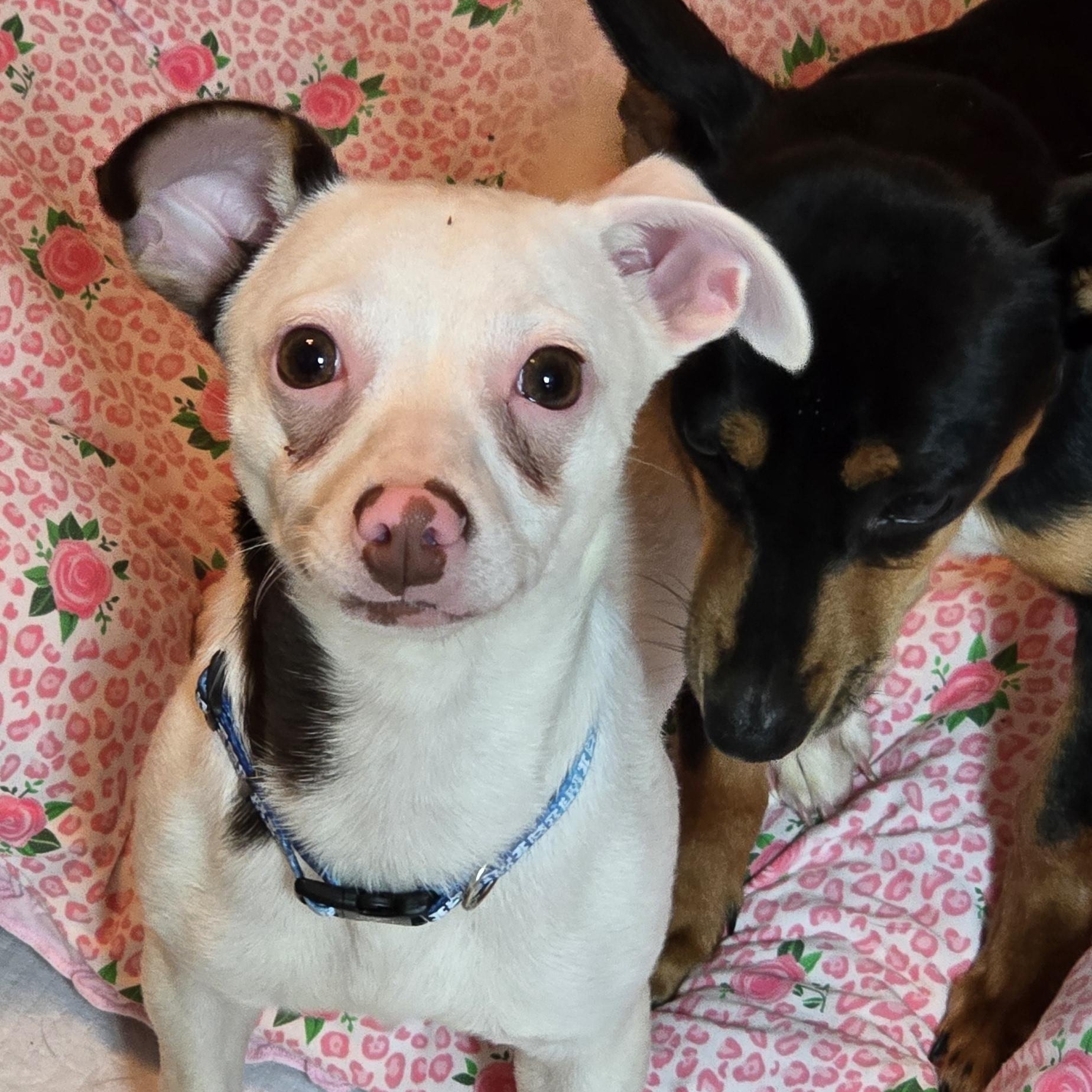 Enlarge Rabella MD14361-T, a Adoptable mixed breed in Hagerstown, MD image 2/6