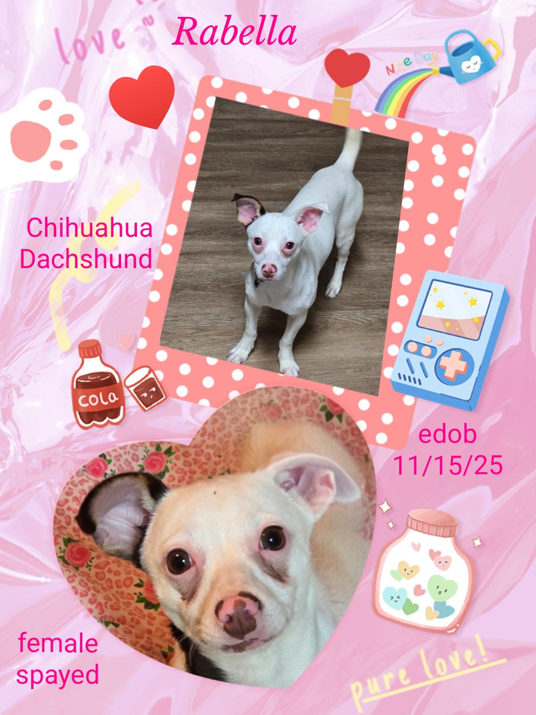 Enlarge Rabella MD14361-T, a Adoptable mixed breed in Hagerstown, MD image 4/6