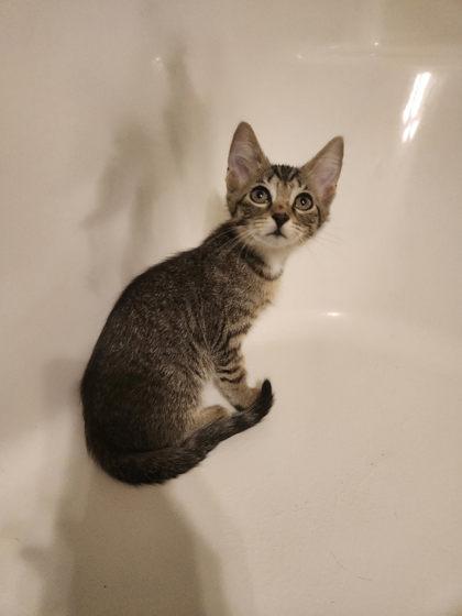 Calypso Louisville, Adoptable, Kitten Female Domestic Short Hair & Domestic Short Hair.