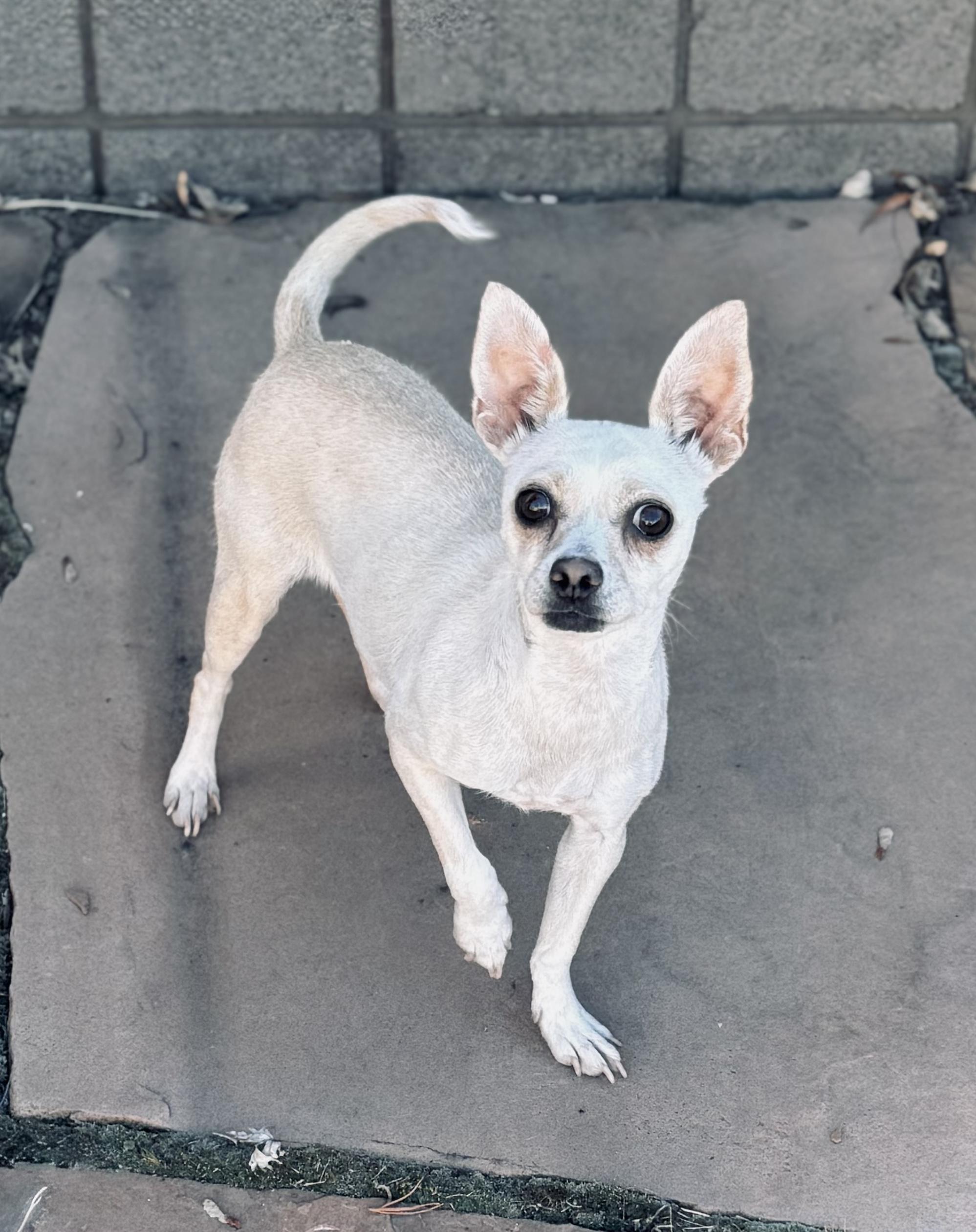 Enlarge Angel, a ADOPTABLE mixed breed in Flagstaff, AZ image 1/1