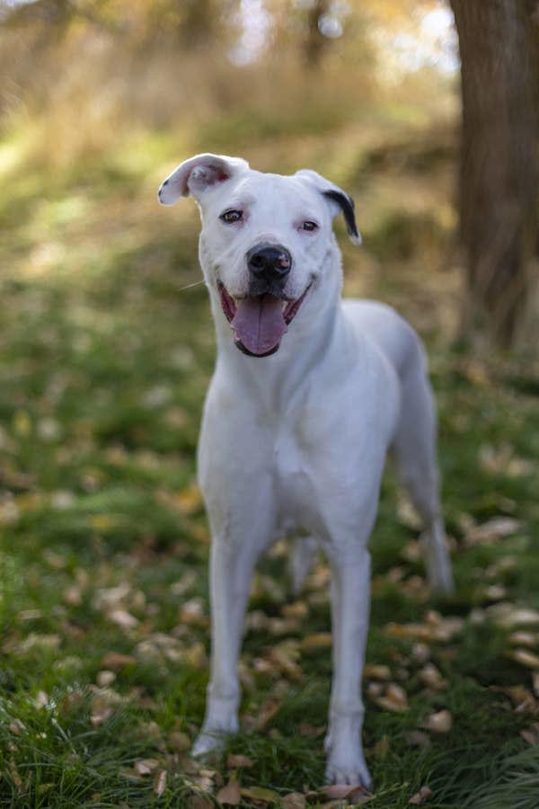 *Poe*, a Adoptable mixed breed in Salt Lake City, UT image 2/6