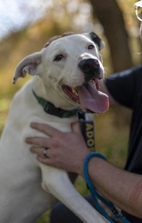 *Poe*, a Adoptable mixed breed in Salt Lake City, UT image 3/6