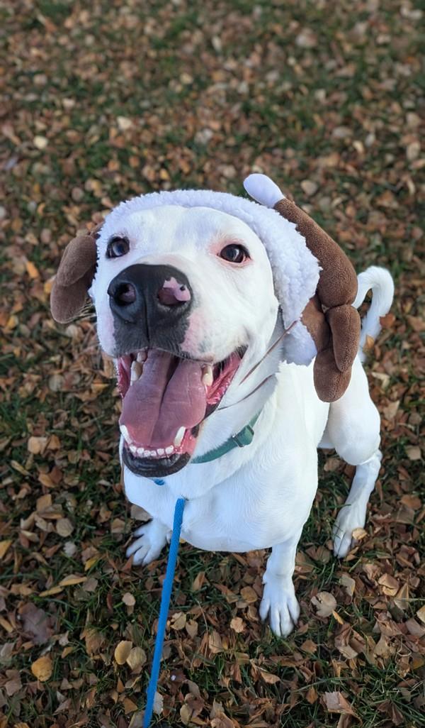 *Poe*, a Adoptable mixed breed in Salt Lake City, UT image 4/6