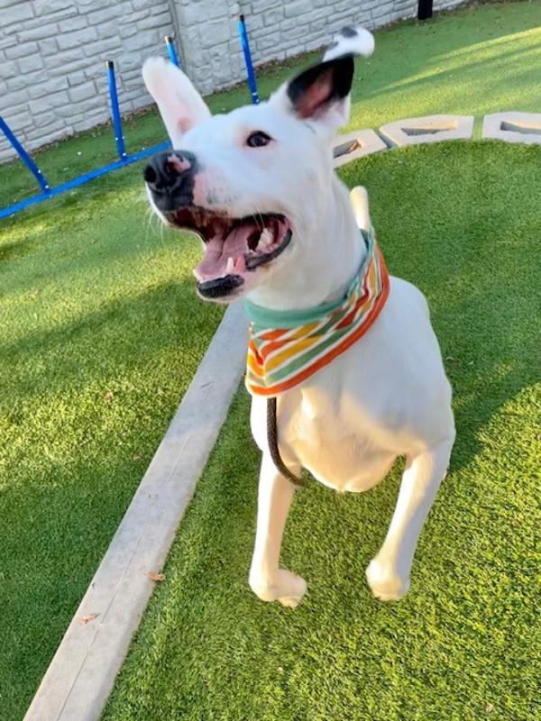 Enlarge *Poe*, a Adoptable mixed breed in Salt Lake City, UT image 6/6