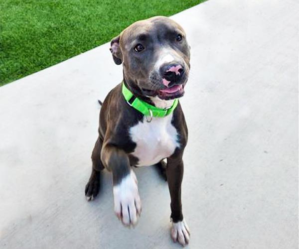 Enlarge SILVERADO*, a Adoptable Pit Bull Terrier in Tucson, AZ image 1/2