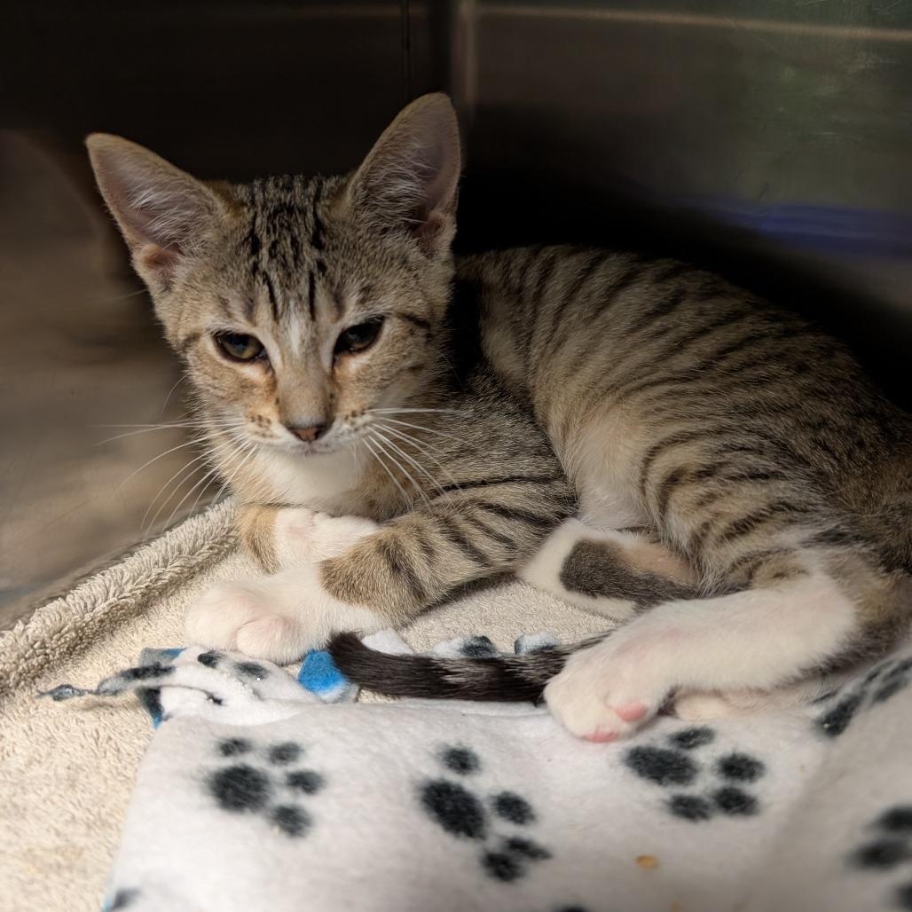 Enlarge Feyre, a Adoptable Domestic Short Hair in Titusville, FL image 1/1