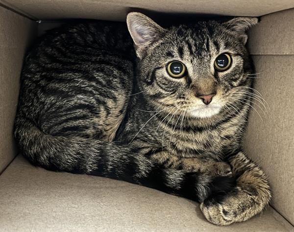 Rumba, Adoptable, Young Male Domestic Short Hair.