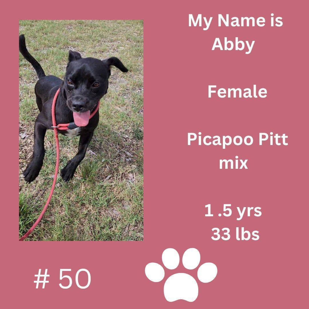 Abby 3