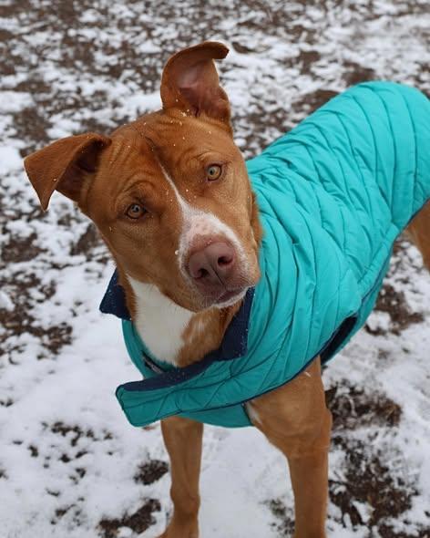 BANDIT, Adoptable, Adult Female Mixed Breed.