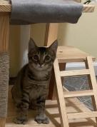 Enlarge Hansel, a Adopted Extra-Toes Cat / Hemingway Polydactyl in Ridgway, PA image 1/1