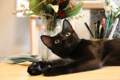 Sophie, a Adoptable Domestic Short Hair in Huntsville, AL image 1/2