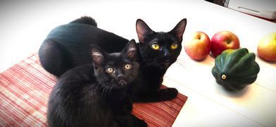 Sophie, a Adoptable Domestic Short Hair in Huntsville, AL image 2/2