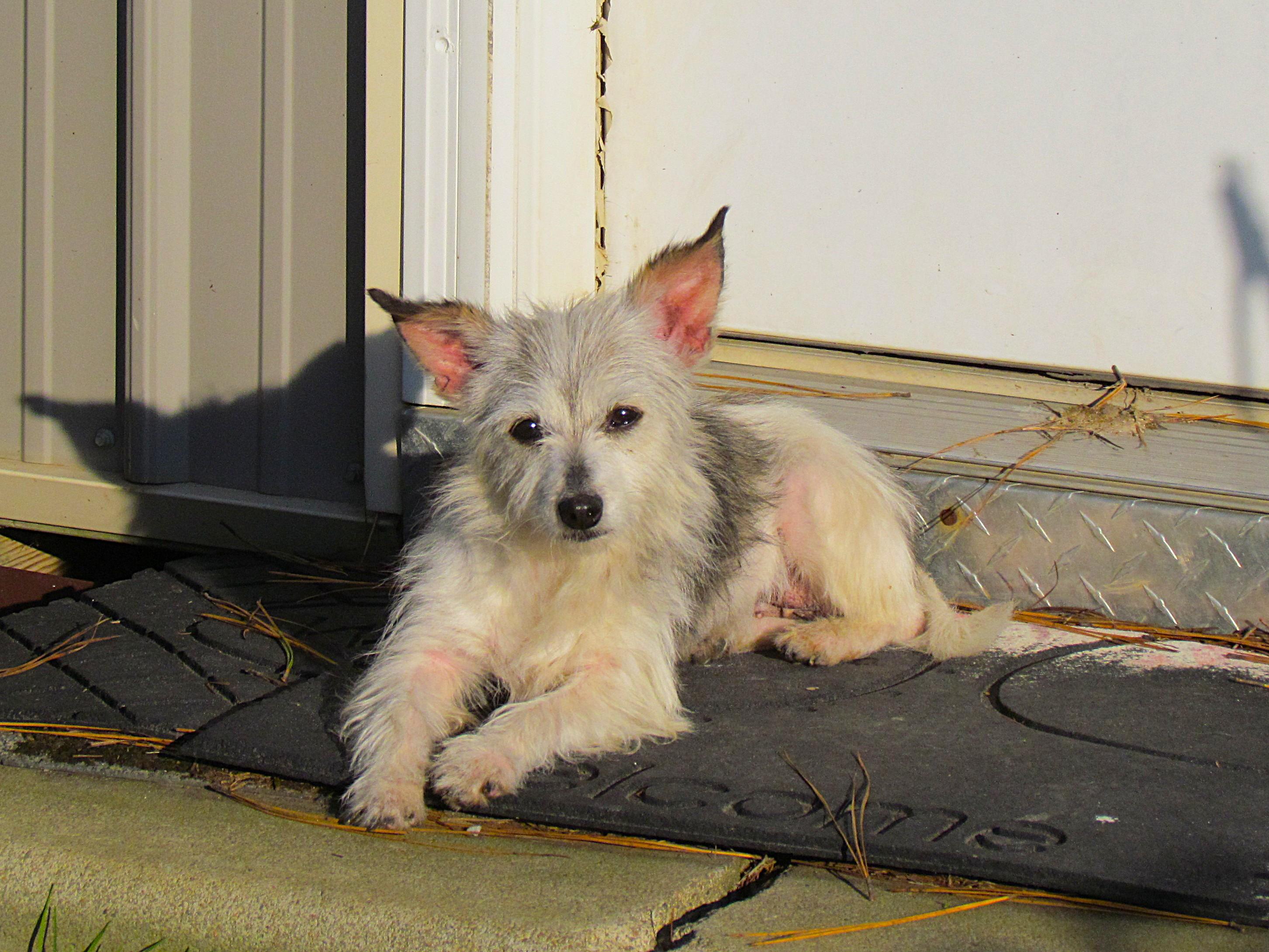 Enlarge LILA, an adopted mixed breed in Newburgh, NY image 2/6