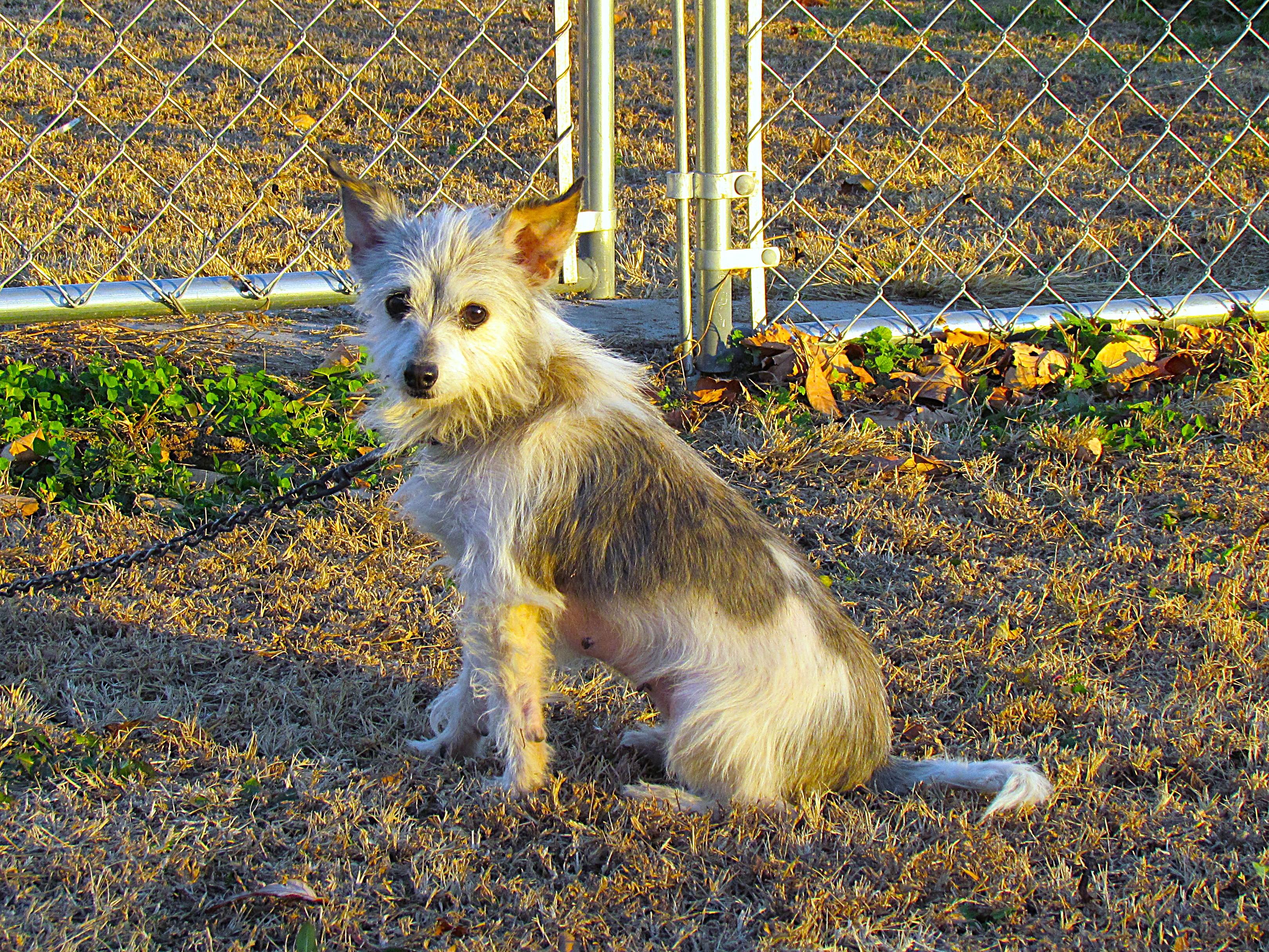 Enlarge LILA, an adopted mixed breed in Newburgh, NY image 3/6