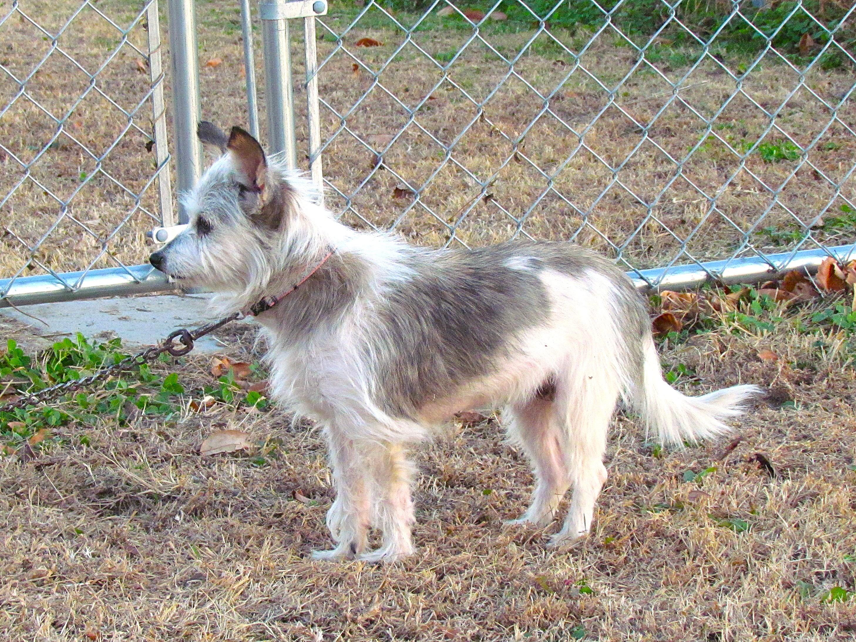 Enlarge LILA, an adopted mixed breed in Newburgh, NY image 5/6