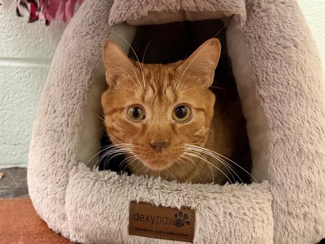 Enlarge TOULOUSE, a Adoptable Domestic Short Hair in Louisville, KY image 1/1