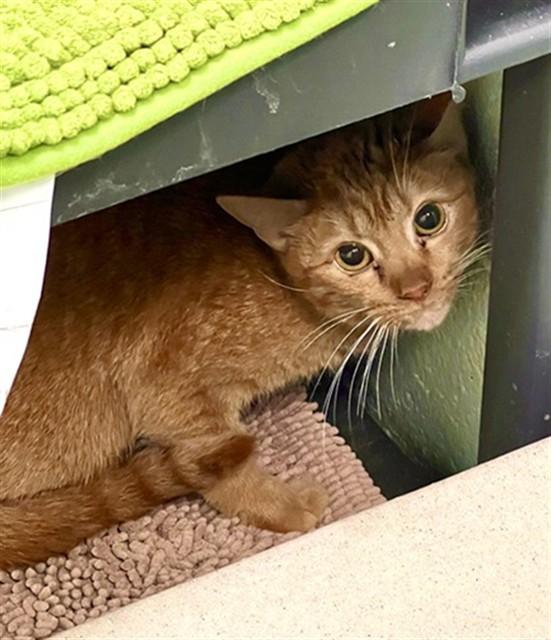 TOULOUSE, Adoptable, Young Female Domestic Short Hair.
